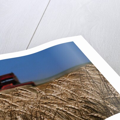 Wheat Field in Kansas by Anonymous