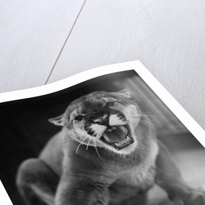 Zoo Held Cougar Snarling in Attack Position by Anonymous