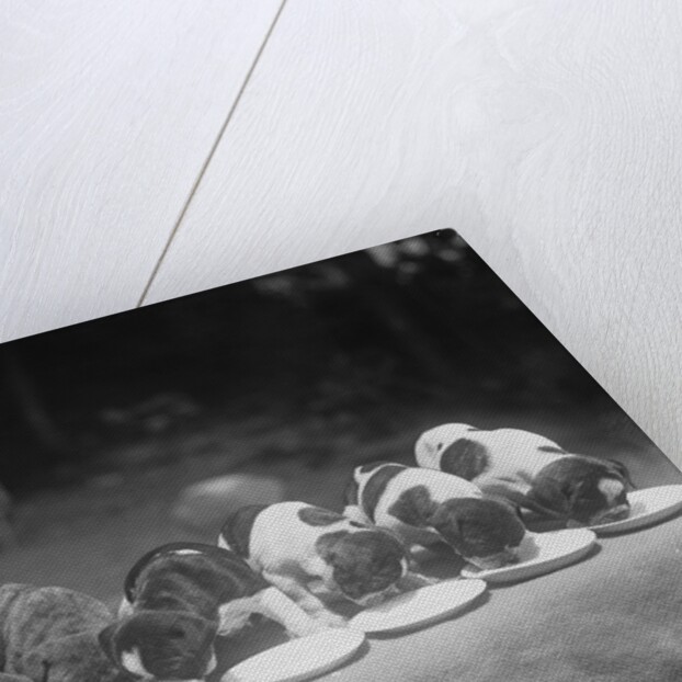 Puppies Eating Food by Anonymous