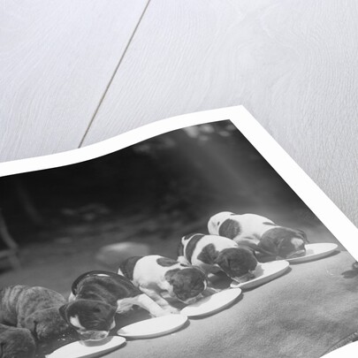 Puppies Eating Food by Anonymous