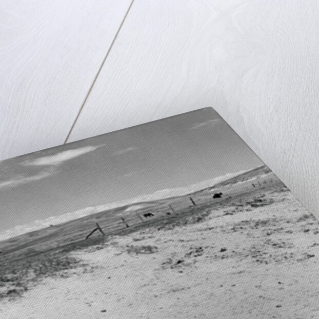Drought Scene with Bleached Skull by Anonymous