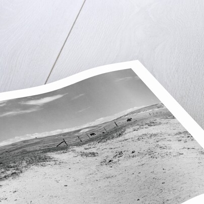 Drought Scene with Bleached Skull by Anonymous