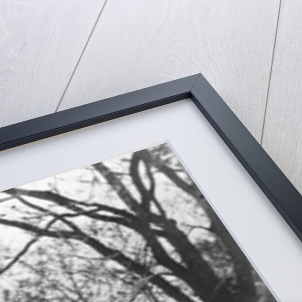 The White House by Anonymous