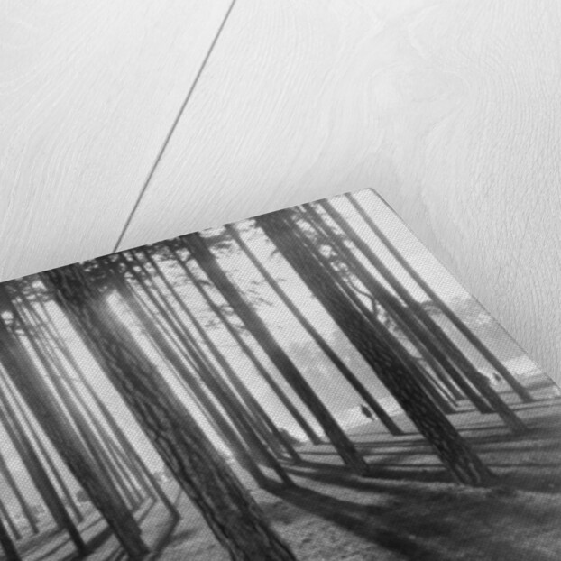 Lights and Shadows Showing Through the Trees by Anonymous