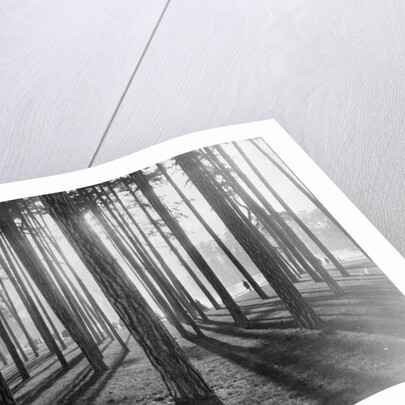 Lights and Shadows Showing Through the Trees by Anonymous