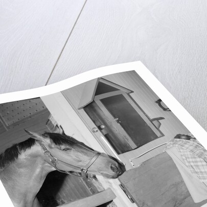 Racehorse Seabiscuit by Anonymous