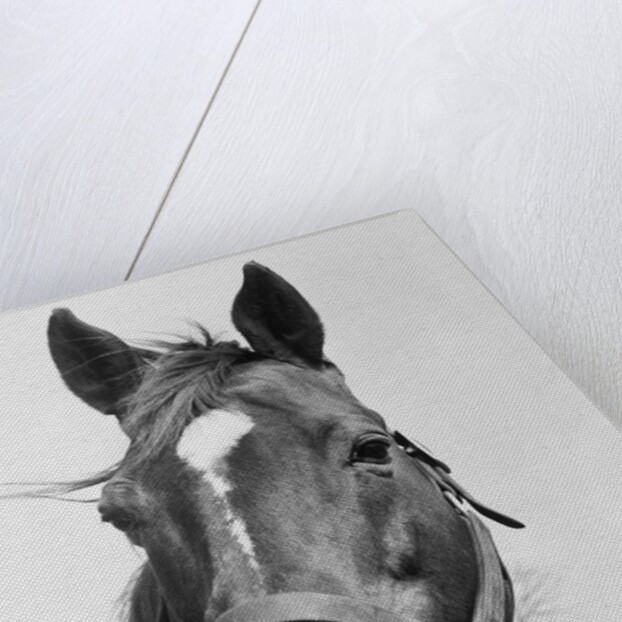 Man O' War Relaxing on His Farm by Anonymous