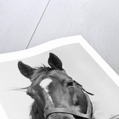 Man O' War Relaxing on His Farm by Anonymous