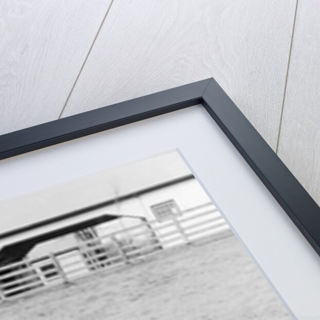 Man O' War Out to Pasture by Anonymous