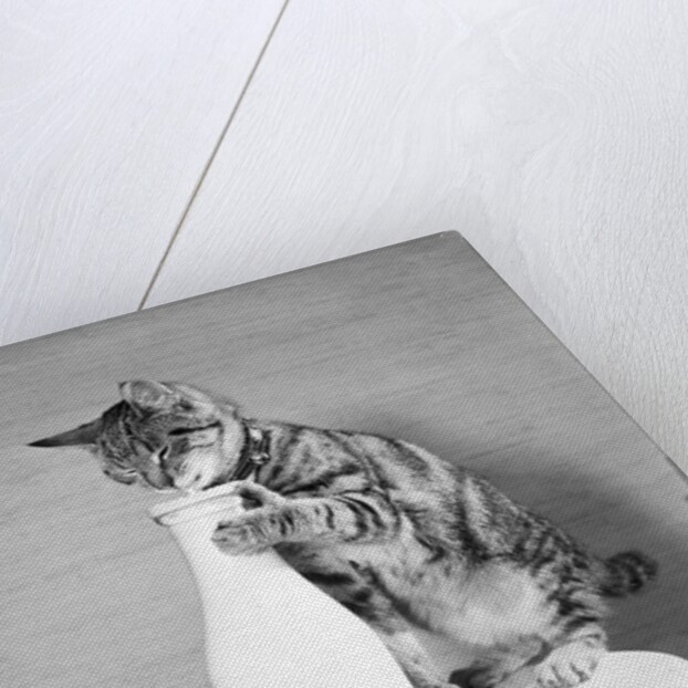 Cat Standing on Stool with Milk Bottle by Anonymous