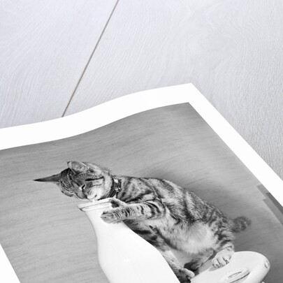 Cat Standing on Stool with Milk Bottle by Anonymous