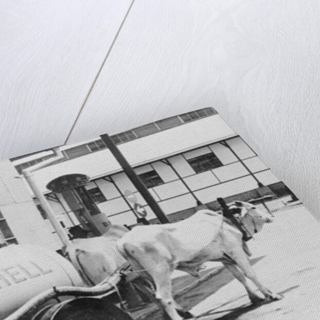 Oil Tanks Being Drawn by Buffalos by Anonymous