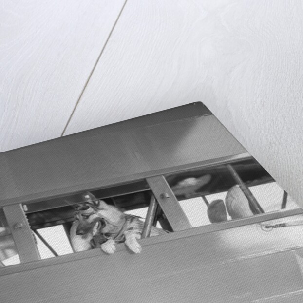 Rin Tin Tin Posing in Airplane by Anonymous