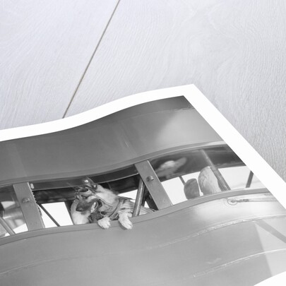Rin Tin Tin Posing in Airplane by Anonymous