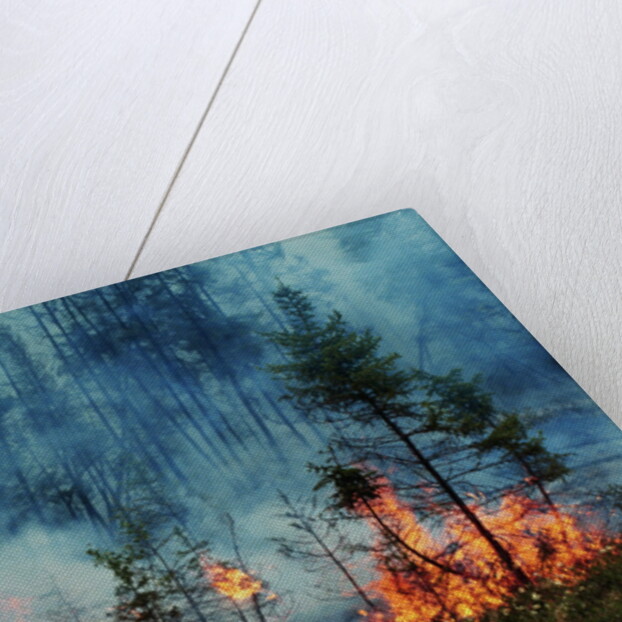 Forest Fire Blazing by Anonymous