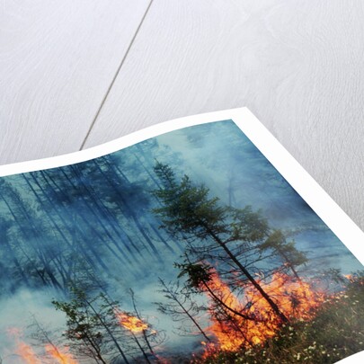 Forest Fire Blazing by Anonymous