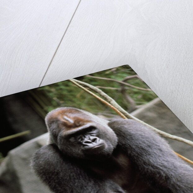 Gorilla Prancing on Rock Display by Anonymous