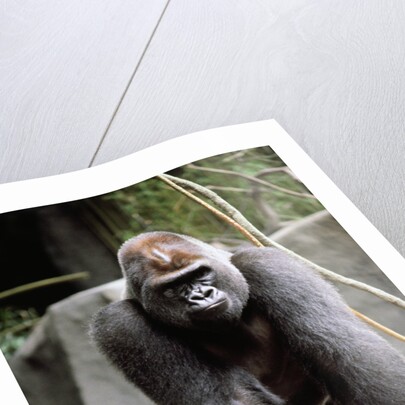 Gorilla Prancing on Rock Display by Anonymous