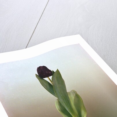 Black Tulip by Corbis