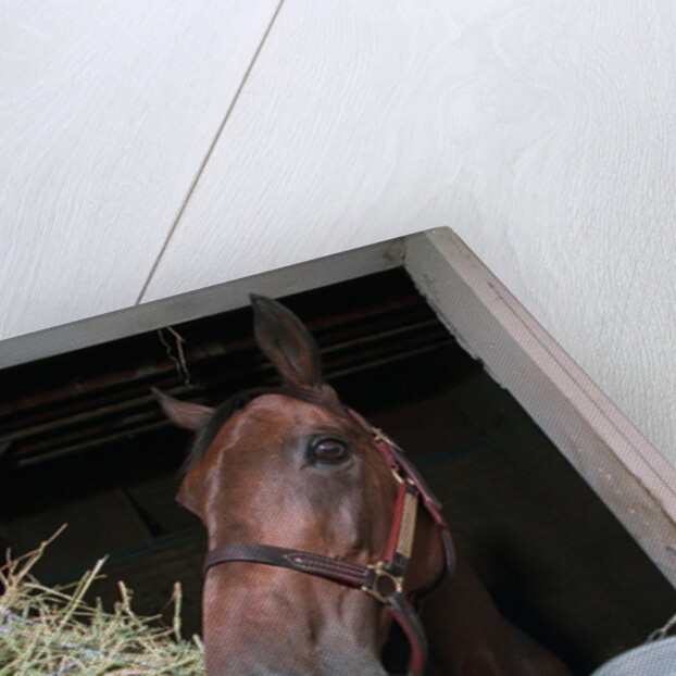 Thoroughbred Horse Eating Hay by Anonymous