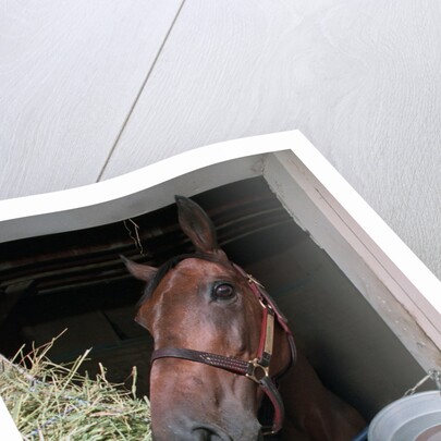 Thoroughbred Horse Eating Hay by Anonymous
