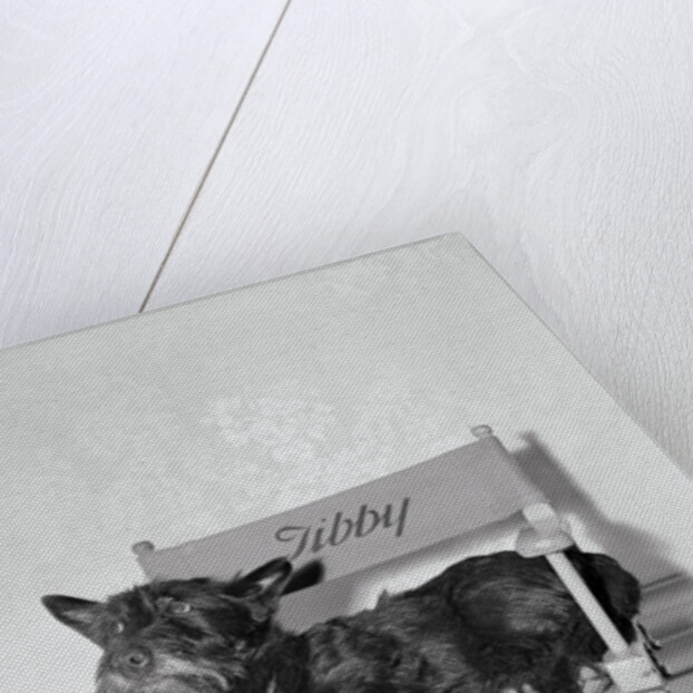 Bette Davis's Dog Tibby by Anonymous