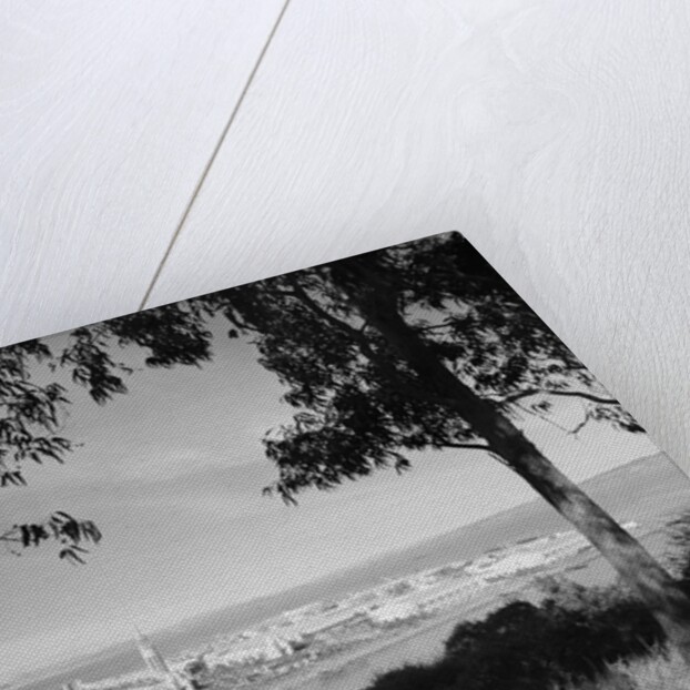 Distant View of San Francisco Through Tree Line by Anonymous