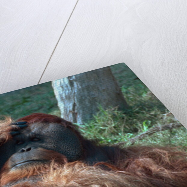 Orangutan in Unusual Pose by Anonymous