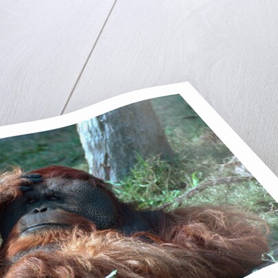 Orangutan in Unusual Pose by Anonymous