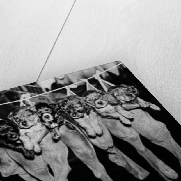 Puppies Hanging from a Clothesline by Anonymous