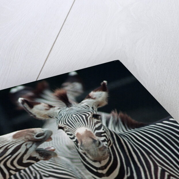 Zebras as Friends by Anonymous