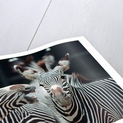 Zebras as Friends by Anonymous