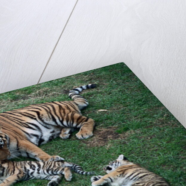Siberian Tigers Playing with Mother by Anonymous