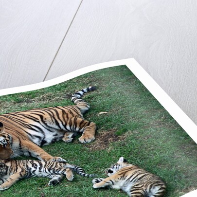Siberian Tigers Playing with Mother by Anonymous