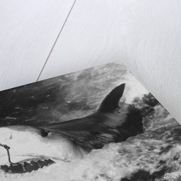 Large Captured Shark Hooked by the Mouth by Anonymous