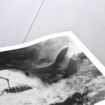 Large Captured Shark Hooked by the Mouth by Anonymous