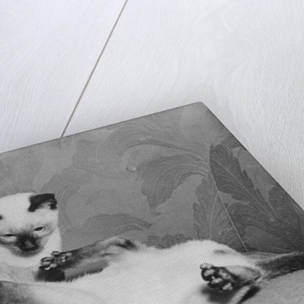 Siamese Kittens Drinking From Baby Bottle by Anonymous