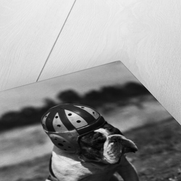 Dog Wearing Helmet on Football Field by Anonymous
