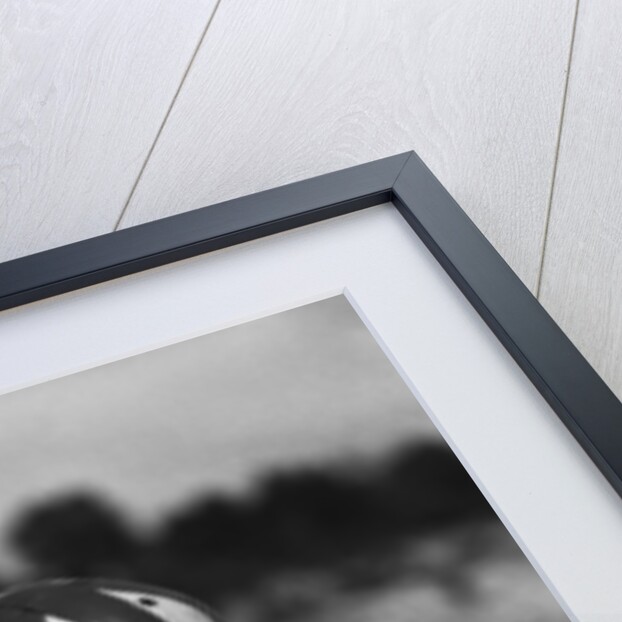Dog Wearing Helmet on Football Field by Anonymous