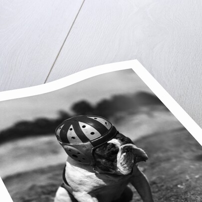Dog Wearing Helmet on Football Field by Anonymous