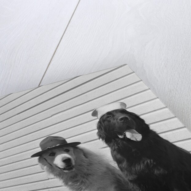 Army Dogs Sitting by Anonymous