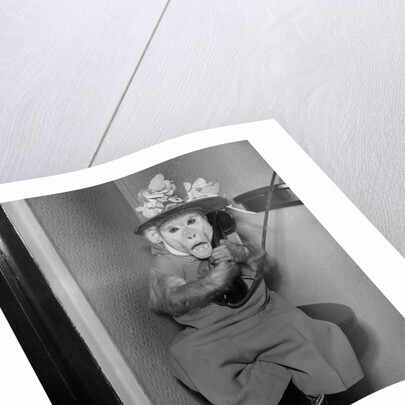 Monkey Talking on the Telephone by Anonymous