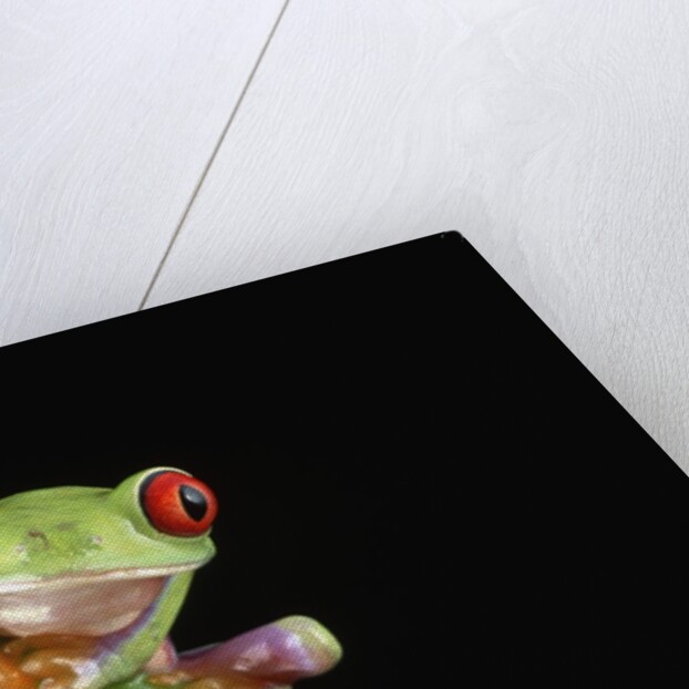 Red Eyed Tree Frog by Anonymous