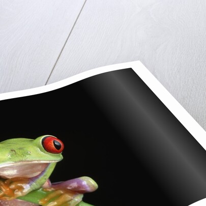 Red Eyed Tree Frog by Anonymous
