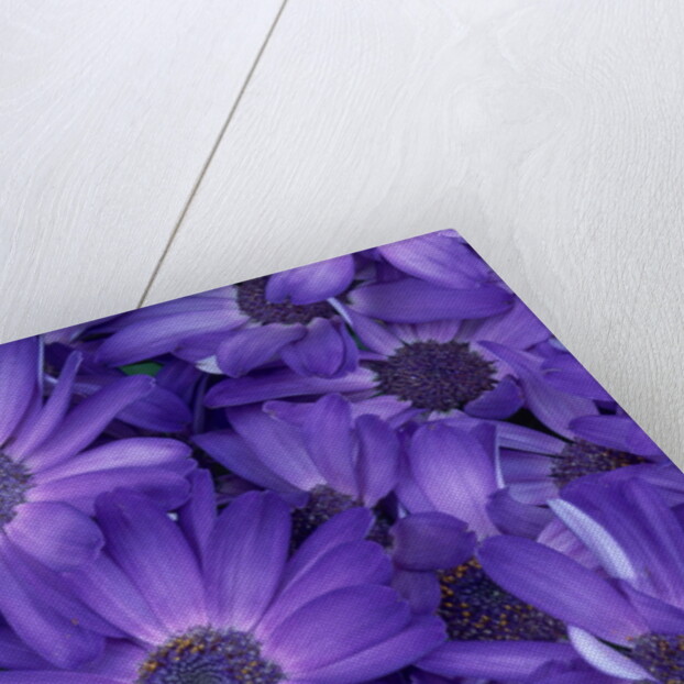 Purple Cineria Blossoms by Anonymous