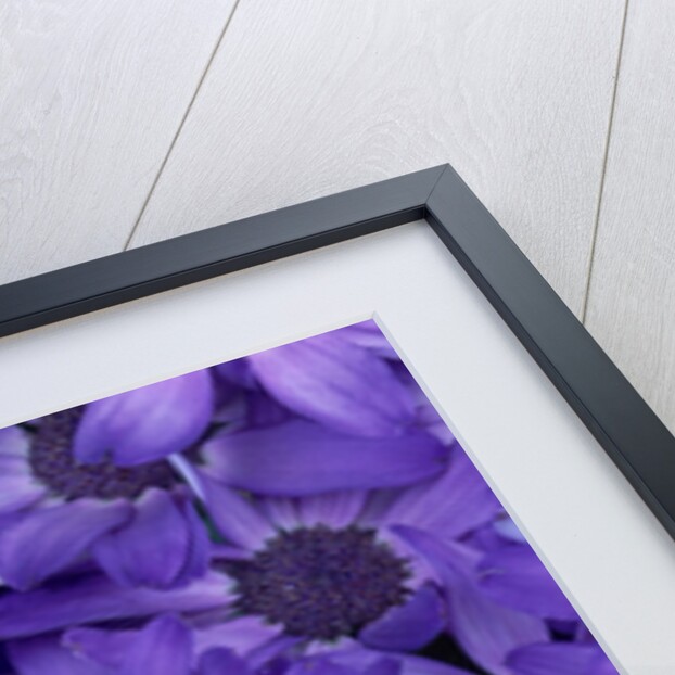 Purple Cineria Blossoms by Anonymous