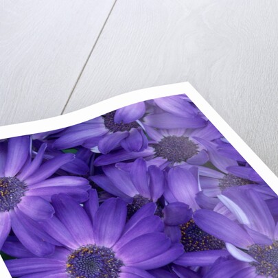 Purple Cineria Blossoms by Anonymous