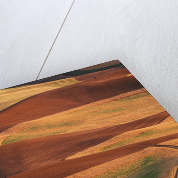 Fields in the Palouse by Corbis