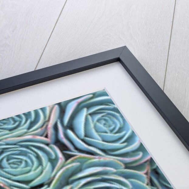Succulents by Anonymous