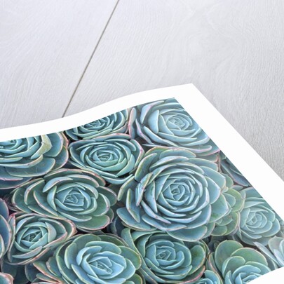 Succulents by Anonymous